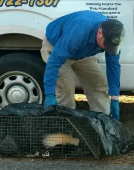 Ray's Pest Control and Wildlife Removal - Pest Control Services in Greensboro, NC