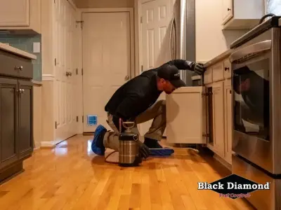 Black Diamond Pest Control - Pest Control Services in Nicholasville, KY