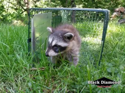 Black Diamond Pest Control - Pest Control Services in Nicholasville, KY