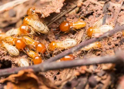 Cement Capital Termite Removal Experts - Pest Control Services in Midlothian, TX