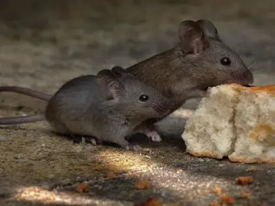 North Shore Mice Patrol - Pest Control Services in Northbrook, IL