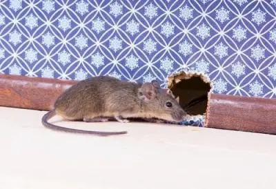North Shore Mice Patrol - Pest Control Services in Northbrook, IL