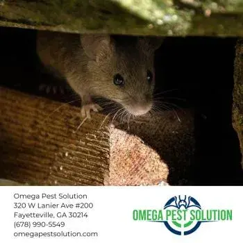 Omega Pest Solution - Pest Control Services in Fayetteville, GA