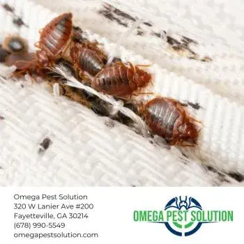 Omega Pest Solution - Pest Control Services in Fayetteville, GA