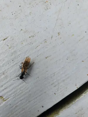 P.I. Pest Investigators LLC - Pest Control Services in Hyannis, MA