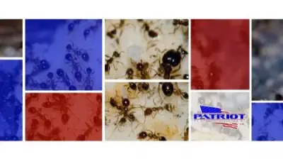 Patriot Pest Management - Pest Control Services in Tracy, CA