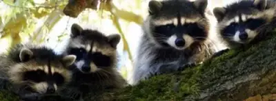 Paupack Wildlife and Pest Control - Pest Control Services in Paupack, PA