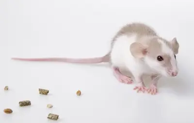APM Advanced Pest Management, LLC - Pest Control Services in Shelbyville, IN