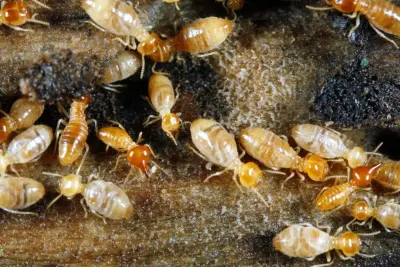 APM Advanced Pest Management, LLC - Pest Control Services in Shelbyville, IN