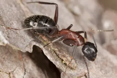 Eliminex Pest Control - Pest Control Services in Oakdale, CA