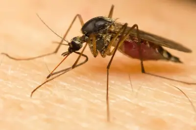 Eliminex Pest Control - Pest Control Services in Oakdale, CA