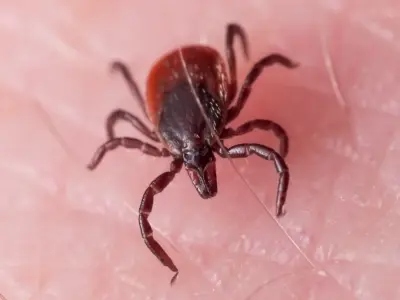 Pest Management Long Island New York — Pest Control Services project by Eliminex Pest Control