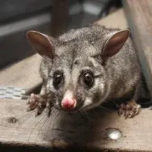 Golden Circle Exterminators - Pest Control Services in Jackson, TN