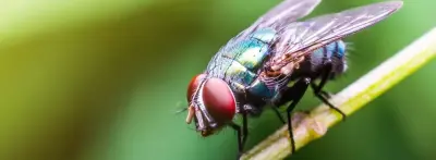 Western Exterminator - Pest Control Services in Riverside, CA