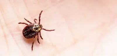 Western Exterminator - Pest Control Services in Riverside, CA