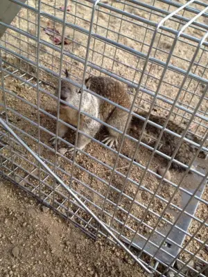 B's Lawn & Pest Control Services - Junk Removal & Hauling in Reno, NV