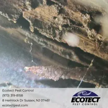 Ecotect Pest Control - Pest Control Services in Sussex, NJ