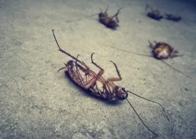Greensboro Pro Pest Service - Pest Control Services in Greensboro, NC