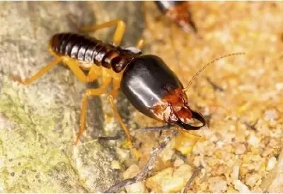Delt A Strike Pest & Lawn Services - Pest Control Services in Morris, OK