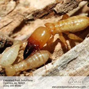 Elevated Pest Solutions - Pest Control Services in Opelika, AL