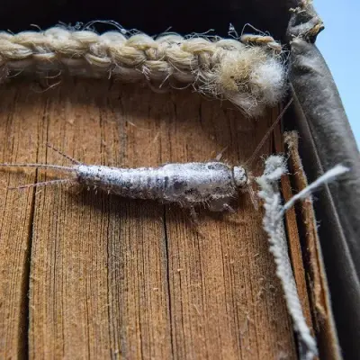Fox Pest Control - Bloomington - Pest Control Services in Normal, IL