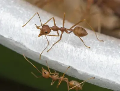 Fox Pest Control - Bloomington - Pest Control Services in Normal, IL