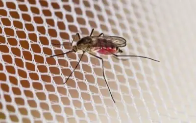 Augustine Exterminators, Inc - Pest Control Services in Overland Park, KS