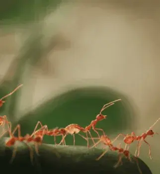 Insight Pest Solutions - Pest Control Services in Corvallis, OR