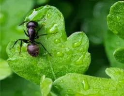 Insight Pest Solutions - Pest Control Services in Idaho Falls, ID