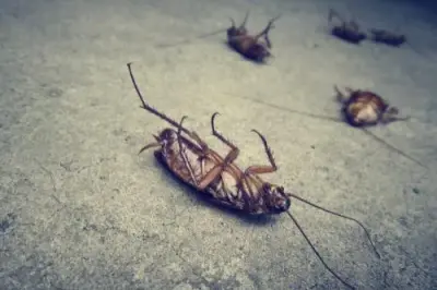 Bridge City Pest Solutions - Pest Control Services in Rialto, CA