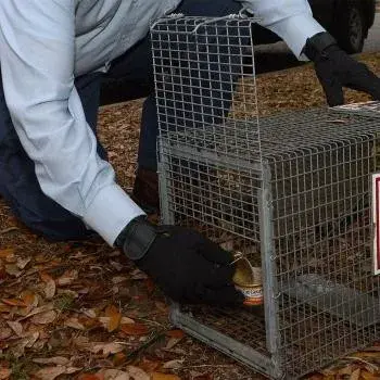 Armadillo Wildlife - Pest Control Services in Fort Wayne, IN