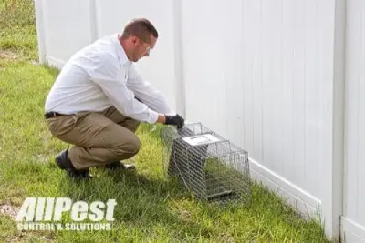All Pest Control & Solutions - Pest Control Services in Roanoke, VA