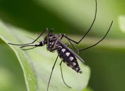 Action Pest Control - Pest Control Services in Terre Haute, IN