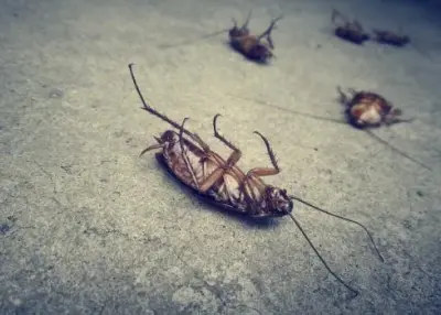 Des Moines Pro Pest - Pest Control Services in Des Moines, IA