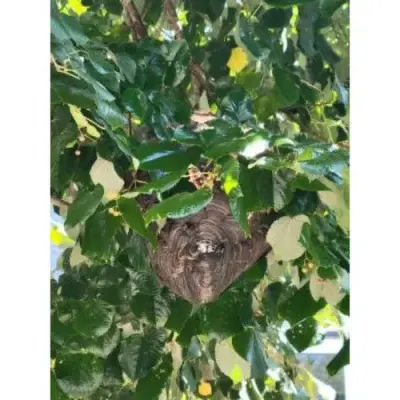 AG Pest Control - Pest Control Services in Hamilton, OH