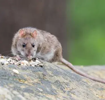Insight Pest Control - Tacoma - Pest Control Services in Tacoma, WA
