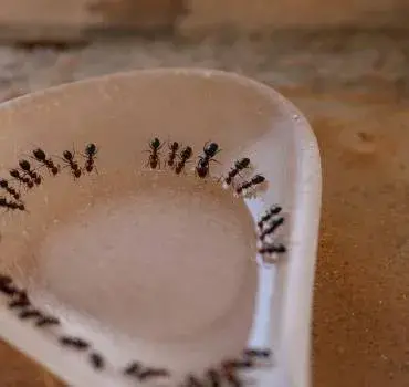 Insight Pest Control - Tacoma - Pest Control Services in Tacoma, WA