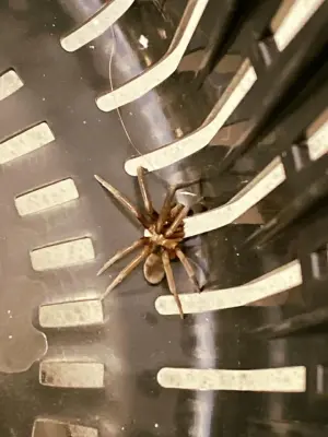 CTL Pest Solutions - Pest Control Services in Rio Rancho, NM