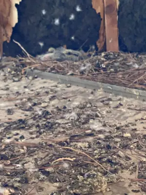 CTL Pest Solutions - Pest Control Services in Rio Rancho, NM