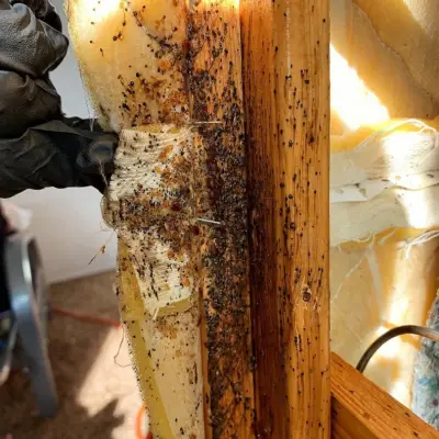 CTL Pest Solutions - Pest Control Services in Rio Rancho, NM