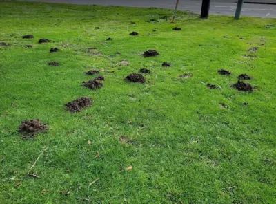 Harbor Pest Solutions - Pest Control Services in Lynnwood, WA