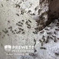 Prewett Pest Control & Termite - Pest Control Services in Auburn, AL