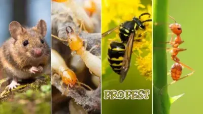 Pro Pest - Tree & Shrub Care in Sealy, TX