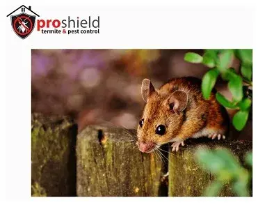 Pro Shield Termite & Pest - Pest Control Services in Theodore, AL
