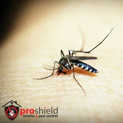 Pro Shield Termite & Pest - Pest Control Services in Theodore, AL