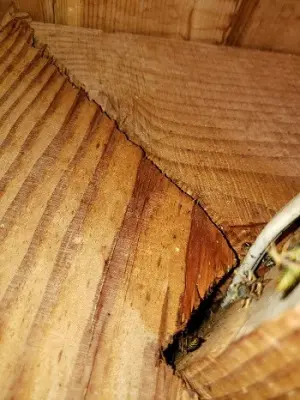 Prompt Action Bat & Pest Control - Pest Control Services in Altoona, WI