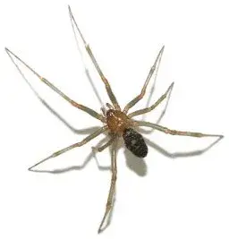 Ready Pest Control - Pest Control Services in Madison, WI