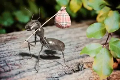 Ready Pest Control - Pest Control Services in Madison, WI