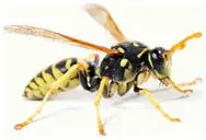 Ready Pest Control - Pest Control Services in Madison, WI