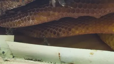 Evict-A-Bug Termite & Pest Control - Pest Control Services in Palm City, FL